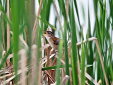 Marsh Wren - Cistothorus palustris (singing from deep inside the reeds)
