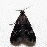 4754 - Black Duckweed Moth - Elophila tinealis *