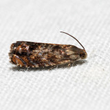  3429  Lesser Appleworm Moth  Grapholita prunivora *