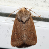10567 - Sheathed Quaker - Ulolonche culea
