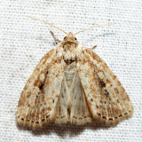 9436 – Northern Cordgrass Borer – Photedes panatela
