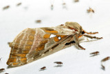 0018  Silver-spotted Ghost Moth  Sthenopis argenteomaculatus