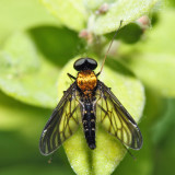 Golden-backed Snipe Fly - Chrysopilus thoracicus (male)