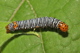 9309 - Grapevine Epimenis - Psychomorpha epimenis