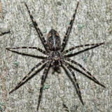 Dolomedes tenebrosus