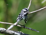 Black-and-white Warbler - Mniotilta varia