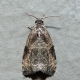 2776 - Woolly-backed Moth - Olethreutes furfuranum *