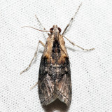 5608 - Double-humped Pococera - Pococera expandens *