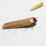 1221 - Holcocera immaculella 6.6.20