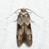 1162 - Acorn Moth - Blastobasis glandulella 6.6.26