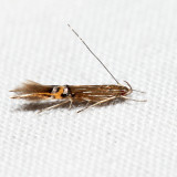 1494 - Cosmopterix scirpicola (probably) *