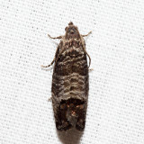 3492 - Codling Moth - Cydia pomonella *
