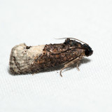 3497 - Locust Twig Borer - Ecdytolopha insiticiana *