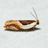 3365 - Ancylis spiraeifoliana complex *