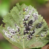 Spiny Witch Hazel Gall Aphid - Hamamelistes spinosus