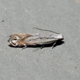 2227 - Battaristis nigratomella 6.11.8
