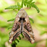 9546 - Olive Angle Shades - Phlogophora iris