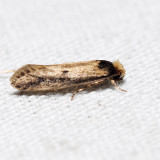 0392 - Tinea apicimaculella