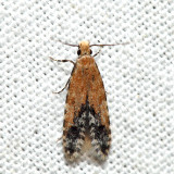 0289 - Homosetia costisignella 6.13.14