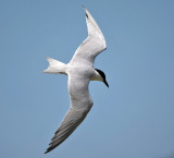 Gull-billed Tern - Gelochelidon nilotica