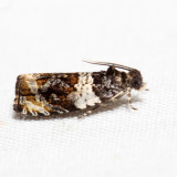 2770 - Dusky Leafroller - Orthotaenia undulana 6.14.19