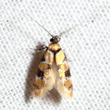 1042 - Reticulated Decantha - Decantha boreasella *
