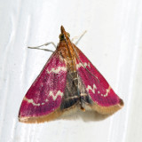 5034 - Raspberry Pyrausta - Pyrausta signatalis