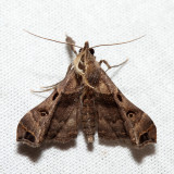 8398 - Faint-spotted Palthis - Palthis asopialis