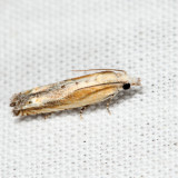 2982 - Eucosma kiscana 6.16.4