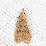 2283 - Spotted Dichomeris - Dichomeris punctidiscella 6.17.4