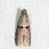 2415.1 - Wockia asperipunctella 6.17.5