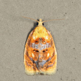 3504 - Blueberry Leaftier - Acleris curvalana *