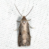 8420 - Large Hypenodes - Hypenodes caducus 6.17.9