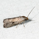 8420 - Large Hypenodes - Hypenodes caducus 6.17.9