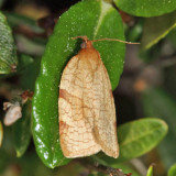 3675 - Aphelia alleniana *