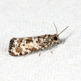 2745 - Spruce Needleminer Moth - Taniva albolineana*