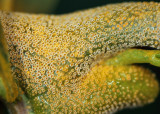 Puccinia (aecial phase)