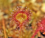 Sundew - Drosera sp.
