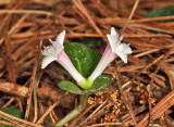 Partridge Berry - Mitchella repens