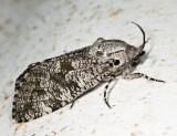 2693 - Carpenterworm Moth - Prionoxystus robiniae