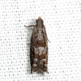 3276 - Holly Tortrix - Rhopobota naevana *