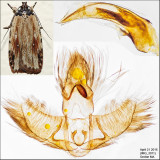 Micro Moths Identified with Genitalia Pictures (0855-1075)