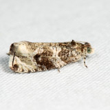 2821 - Serviceberry Leafroller - Olethreutes appendiceum 6.22.4