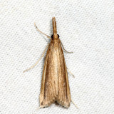 Donacaula sp. *