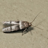 1167 Blastobasis pulchella 6.22.12
