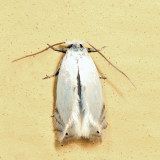 0122 - Gooseberry Barkminer - Pseudopostega quadristrigella 6.23.4*