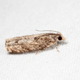3334 - Catastega aceriella *