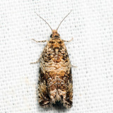2859 - Celypha Moth - Celypha cespitana *