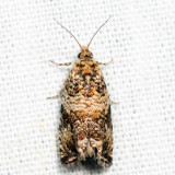 2859 - Celypha Moth - Celypha cespitana *