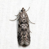 5827 - Pyla aenigmatica *